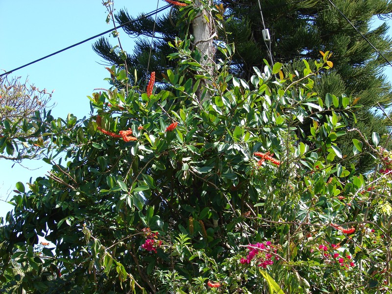 Norantea guianensis subsp. guianensis