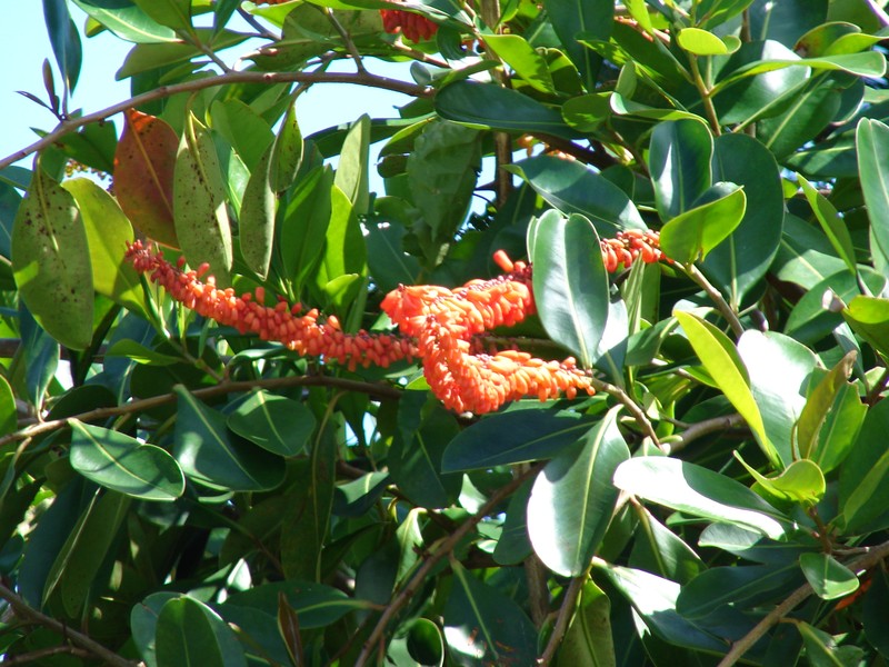 Norantea guianensis subsp. guianensis photo 6