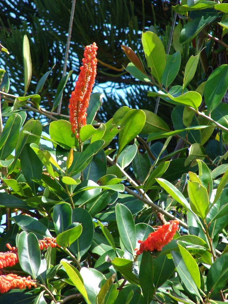 Norantea guianensis subsp. guianensis photo 7