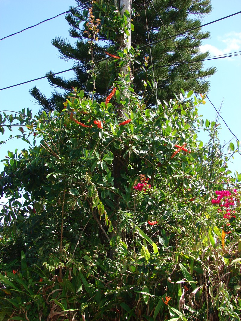 Norantea guianensis subsp. guianensis photo 8