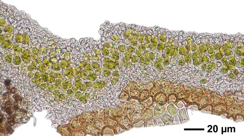 Clam Lichen photo 4