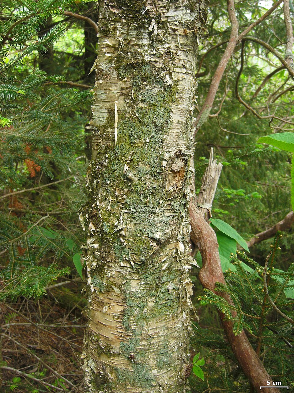 Clam Lichen photo 5