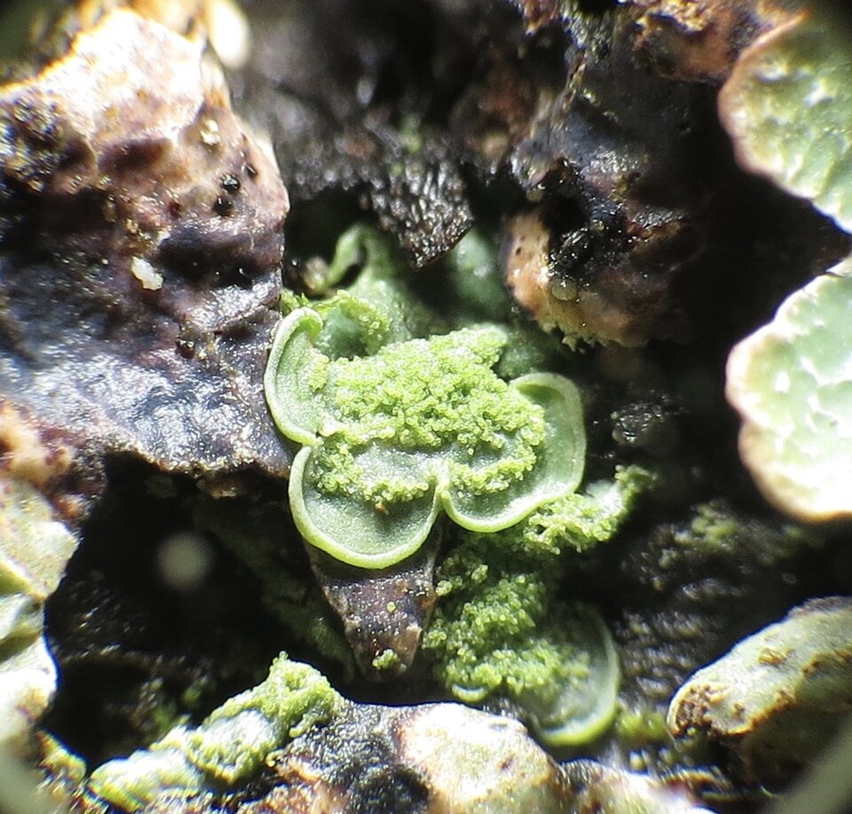 Clam Lichen photo 6