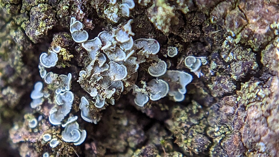 Clam Lichen photo 7