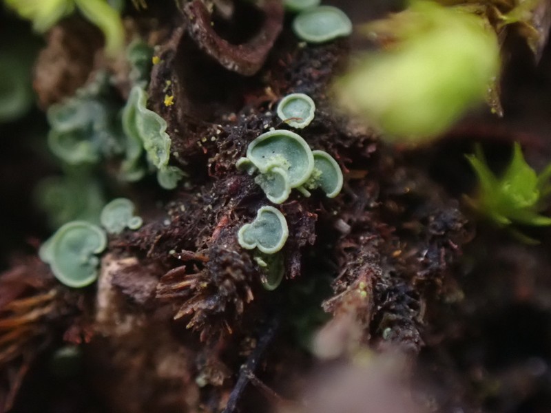Clam Lichen photo 7