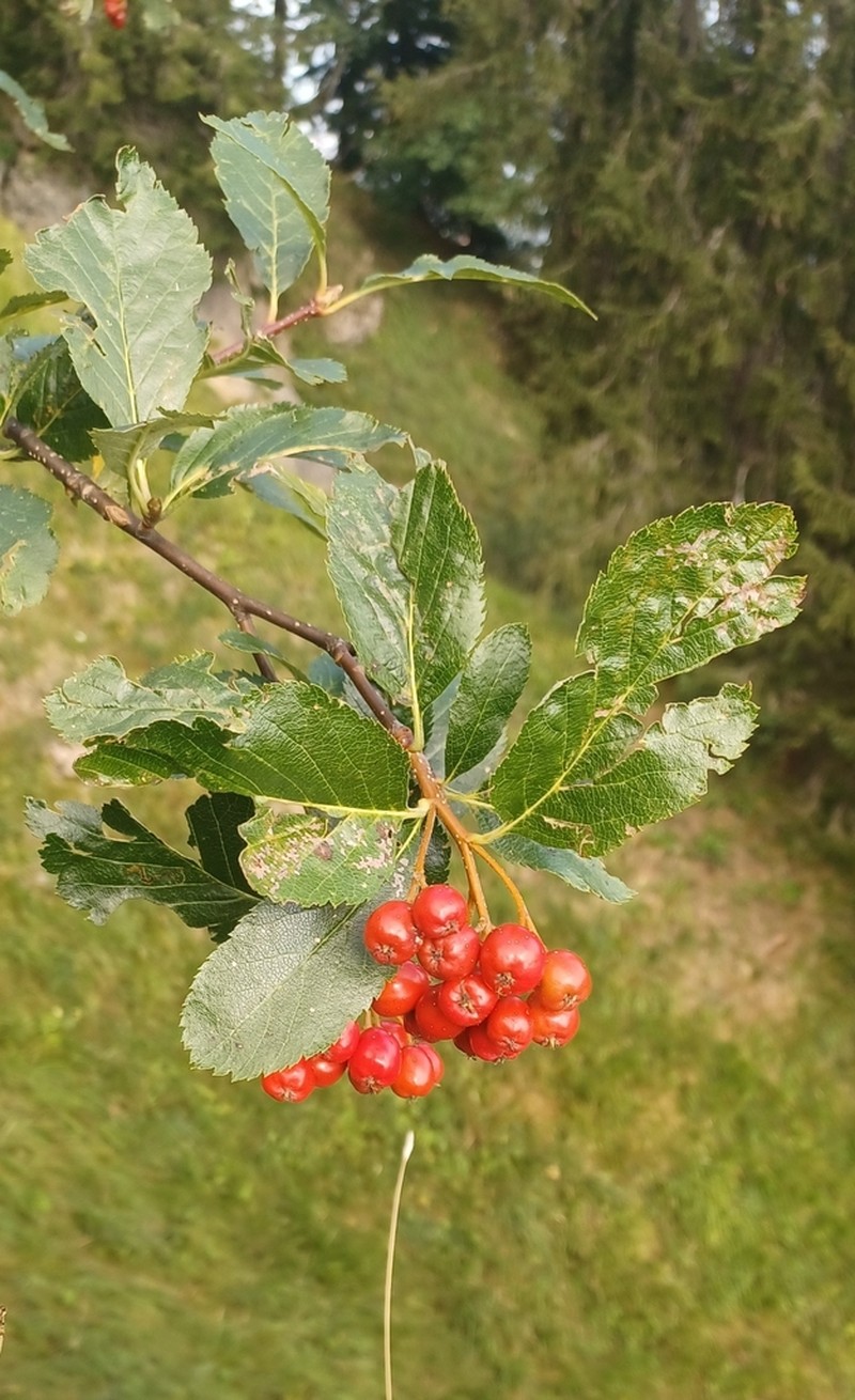 Normeyera doerriana
