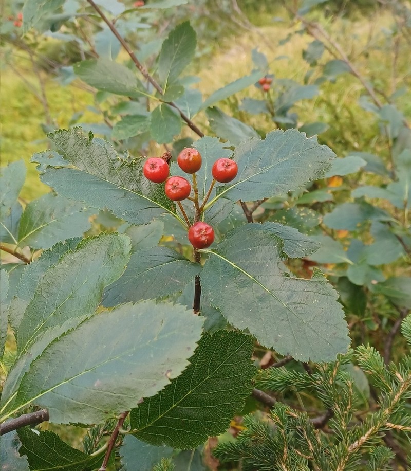 Normeyera doerriana photo 2