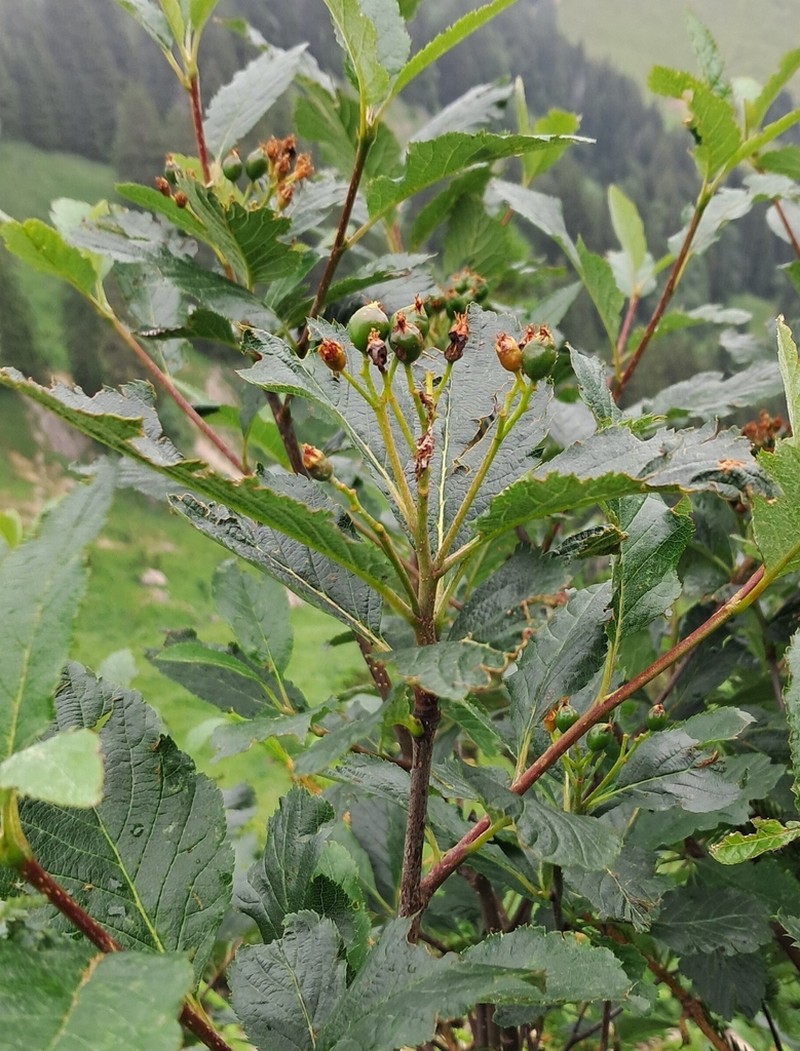 Normeyera doerriana photo 4