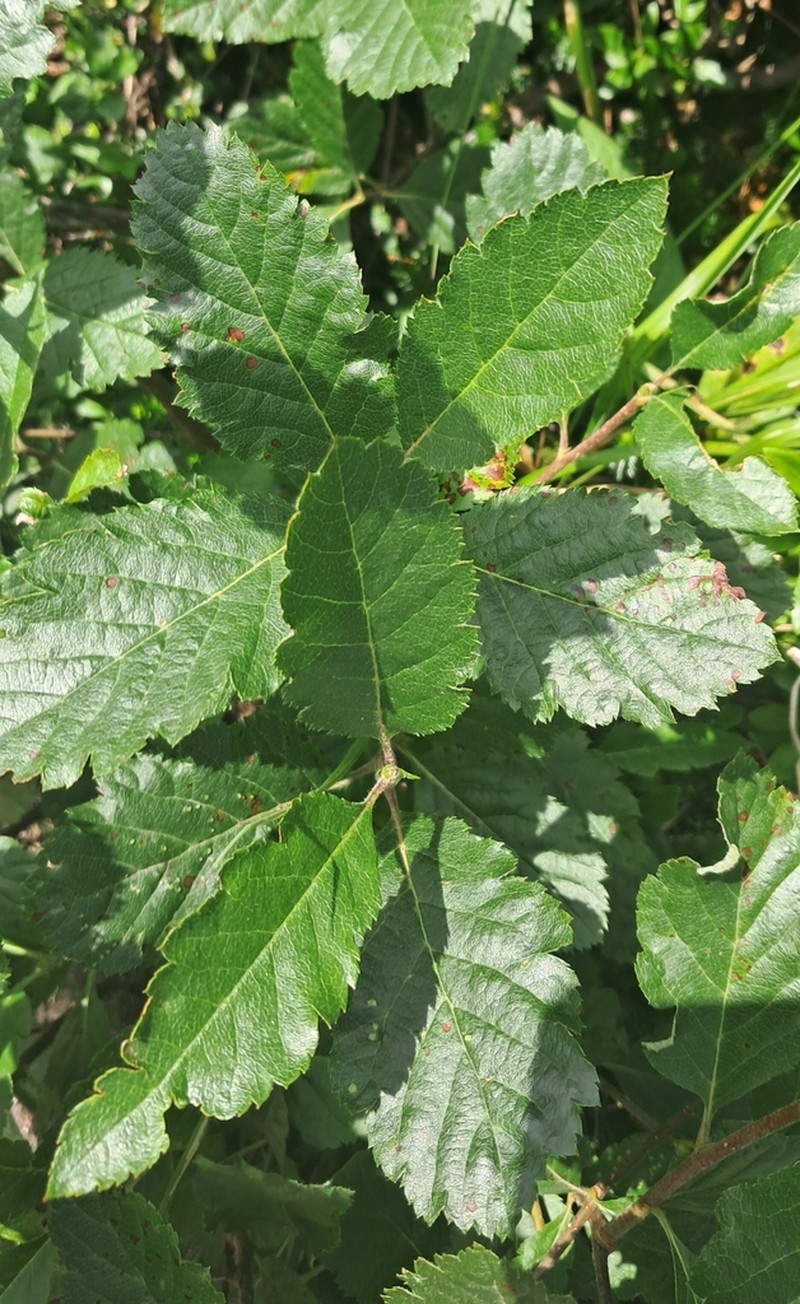 Normeyera schinzii photo 3