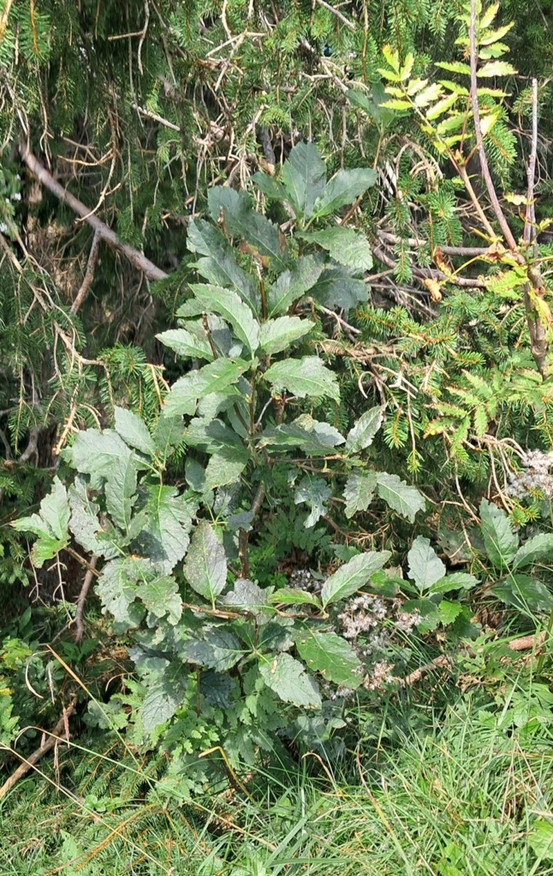 Normeyera schinzii photo 4