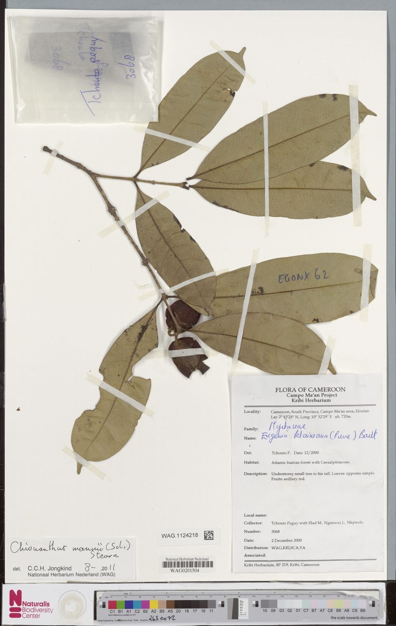 Noronhia cameroonensis