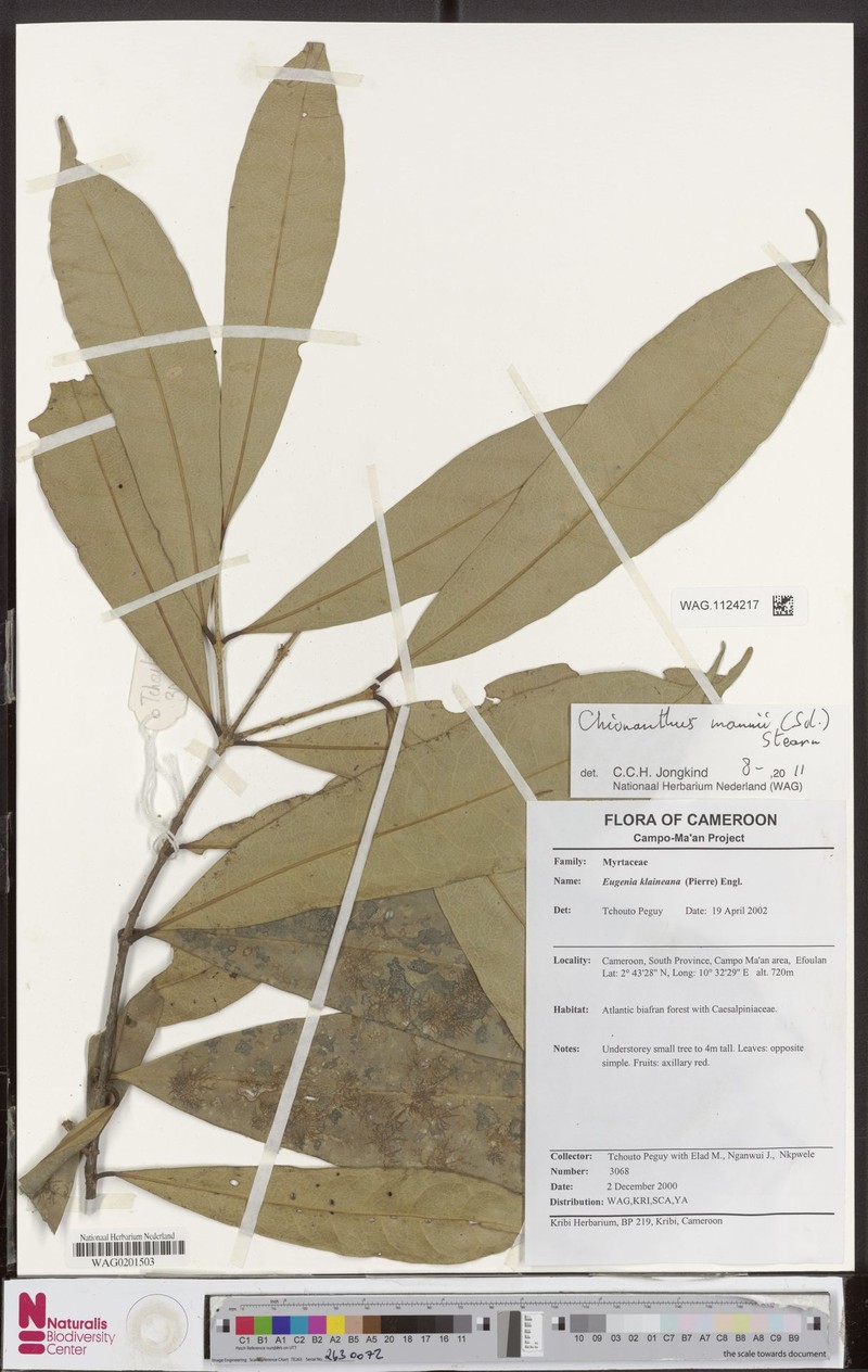 Noronhia cameroonensis photo 2