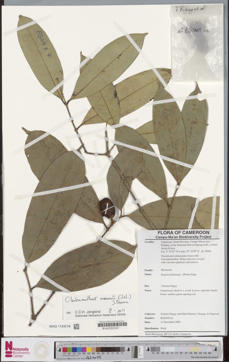 Noronhia cameroonensis photo 3