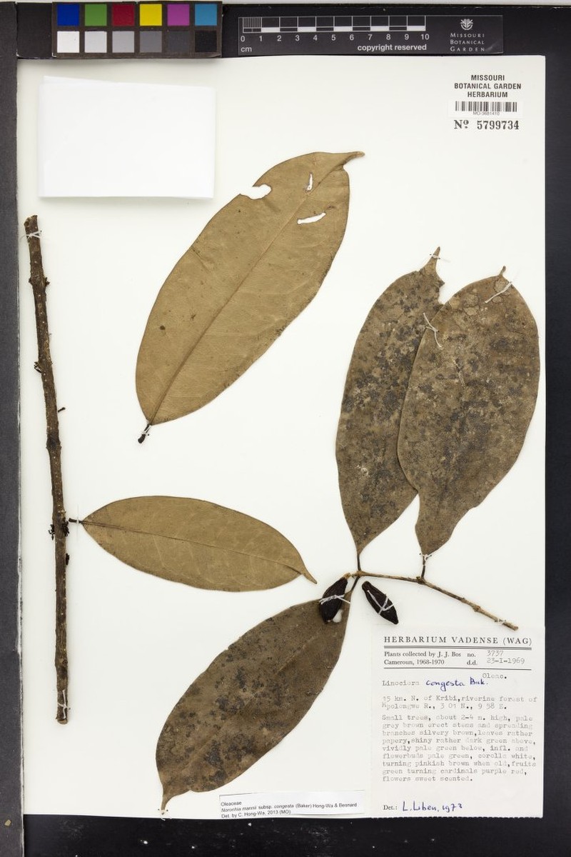 Noronhia cameroonensis photo 4