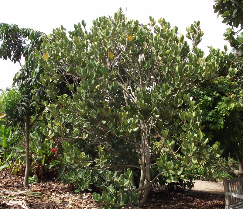 Madagascar Olive photo 4