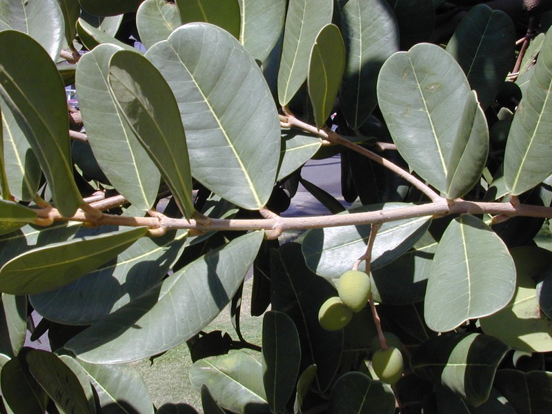 Madagascar Olive photo 2
