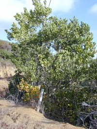 Madagascar Olive