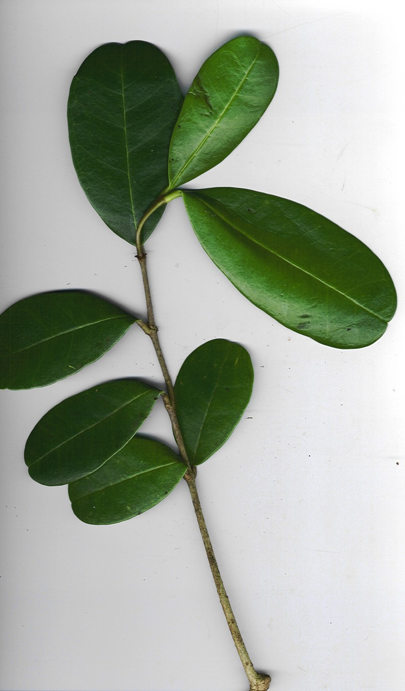 Madagascar Olive photo 3