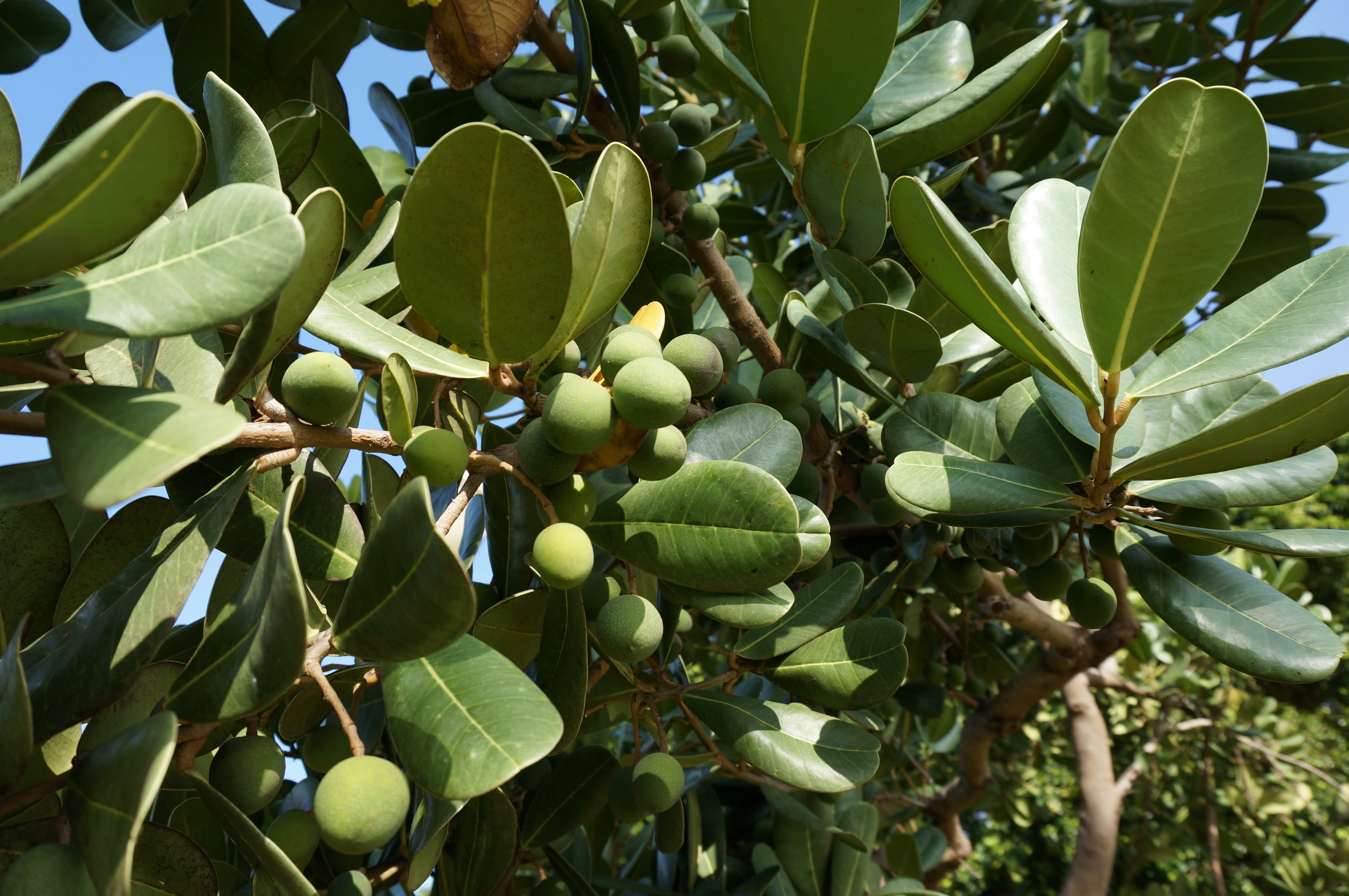 Madagascar Olive photo 6