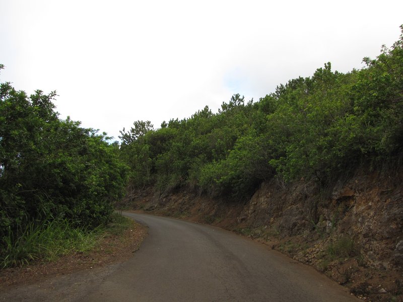 Madagascar Olive photo 7