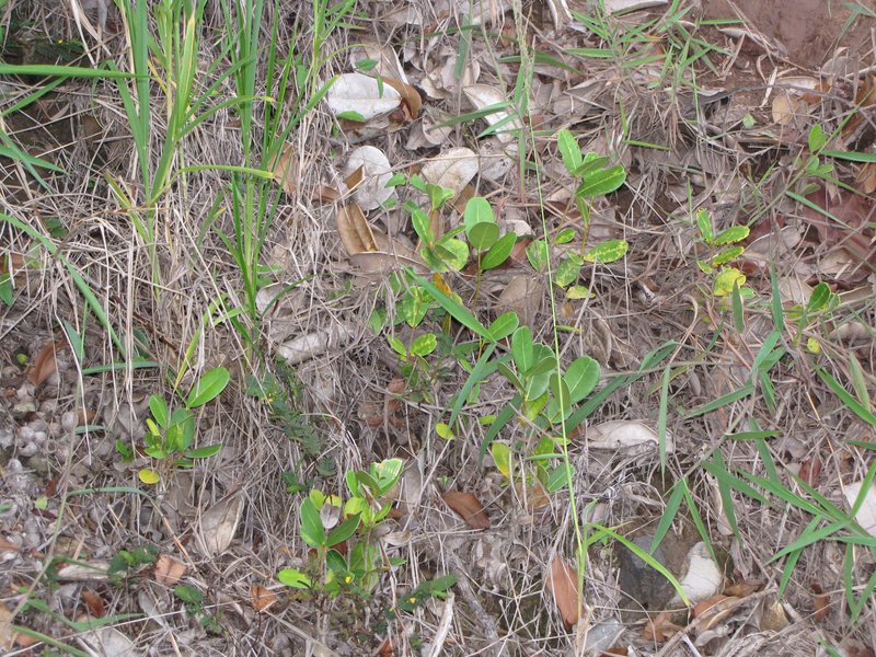 Madagascar Olive photo 8
