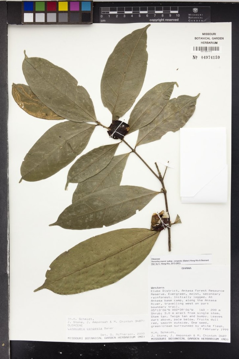 Noronhia silvatica