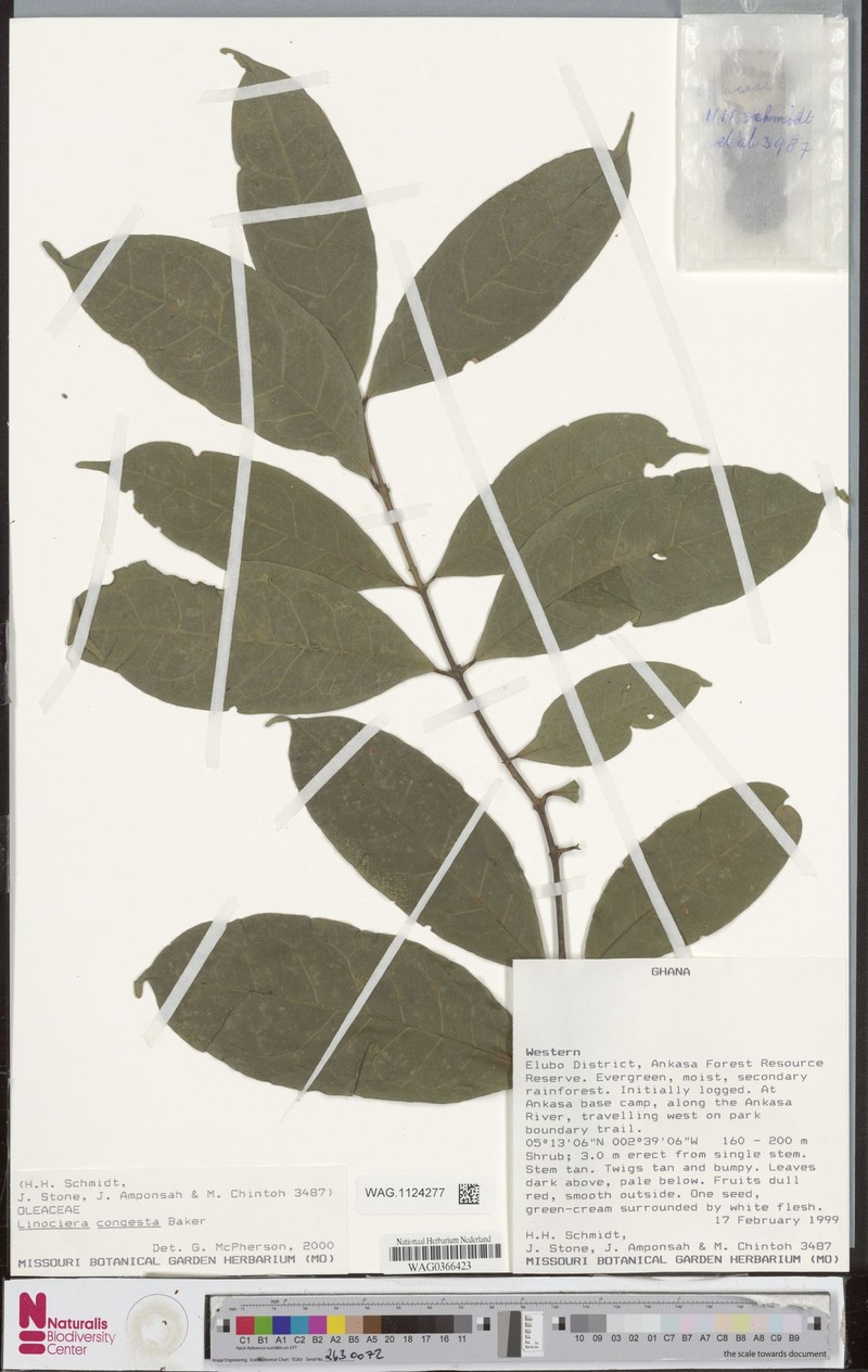 Noronhia silvatica photo 2