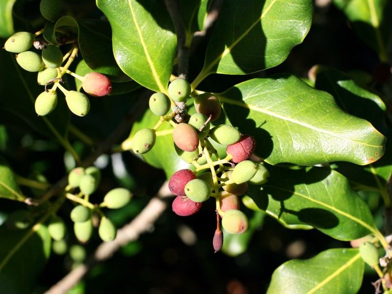 Notelaea apetala