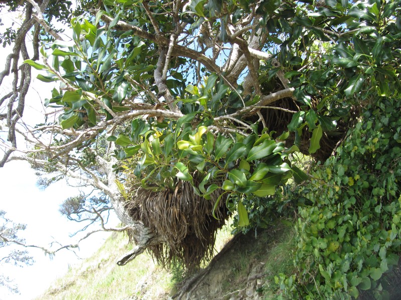 Notelaea apetala photo 2