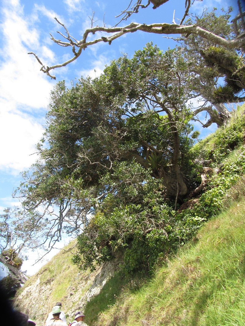 Notelaea apetala photo 3
