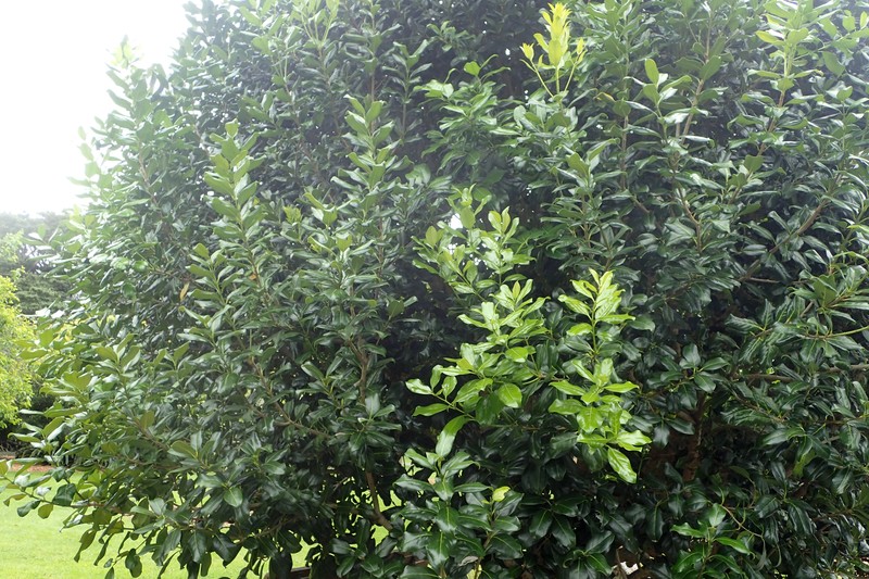 Notelaea apetala photo 5