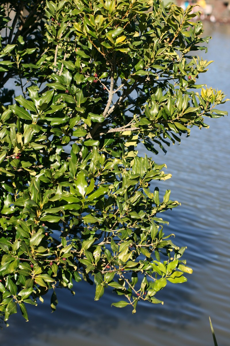 Notelaea apetala photo 6