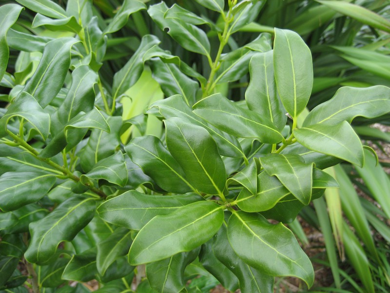 Notelaea apetala photo 7
