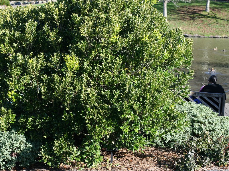 Notelaea apetala photo 8