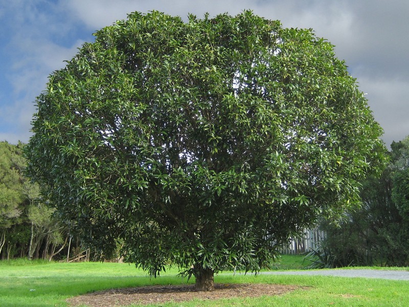 Notelaea cunninghamii