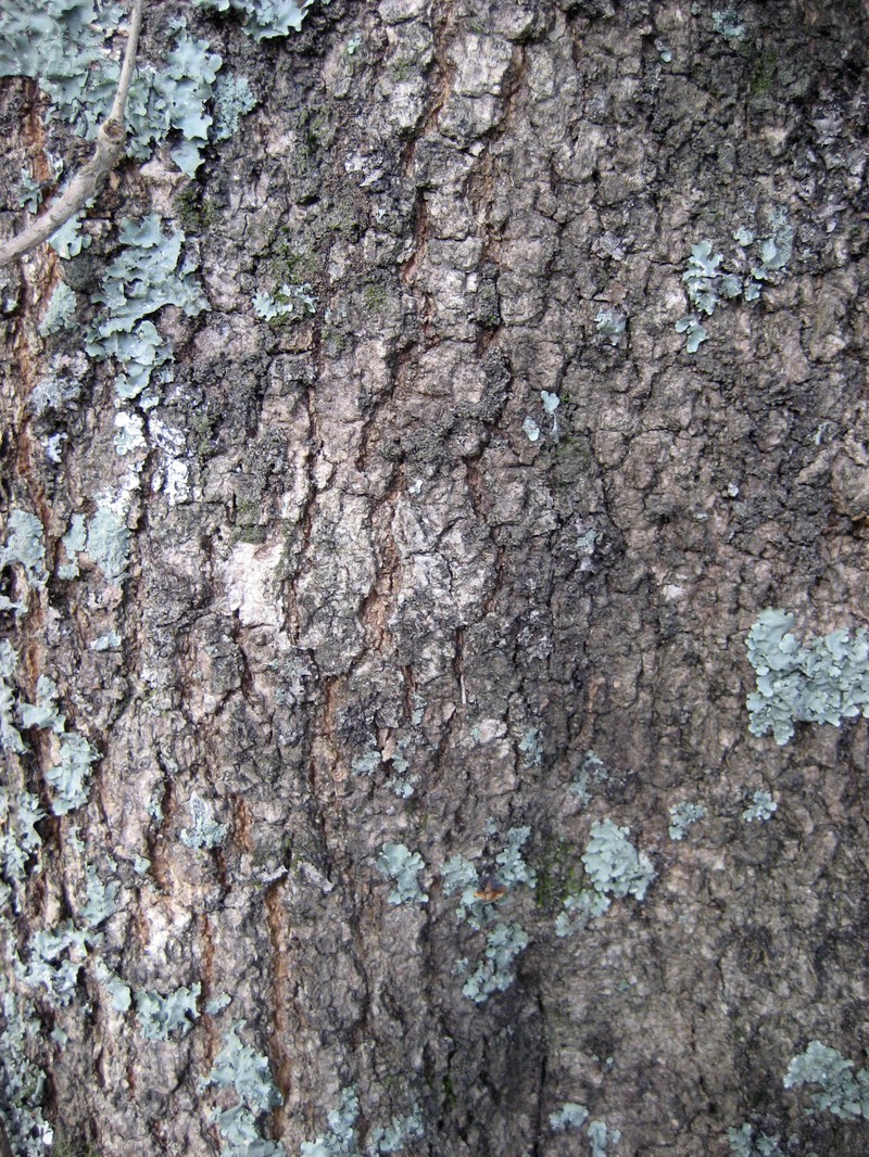 Notelaea cunninghamii photo 2