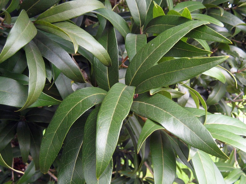 Notelaea cunninghamii photo 3
