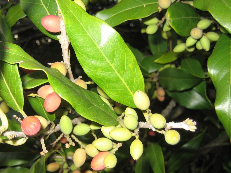 Notelaea cunninghamii photo 4