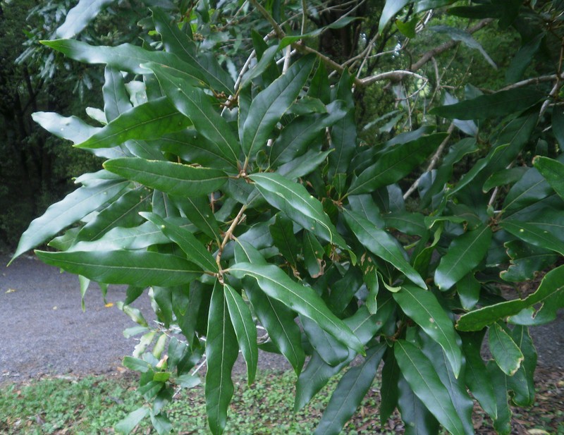 Notelaea cunninghamii photo 5