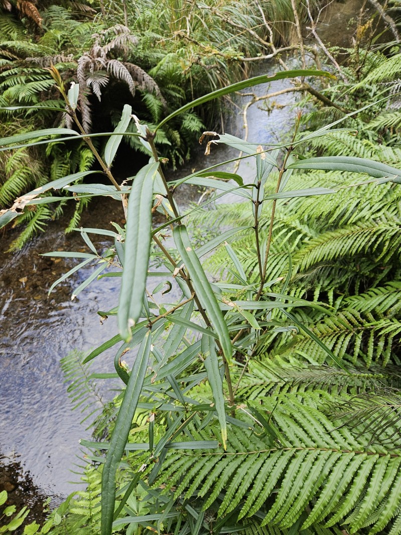 Notelaea cunninghamii photo 6