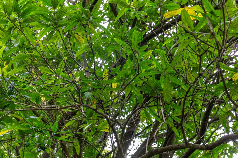Notelaea cunninghamii photo 8