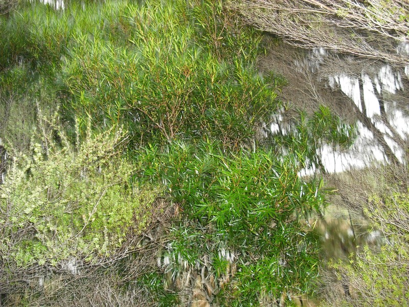Notelaea montana
