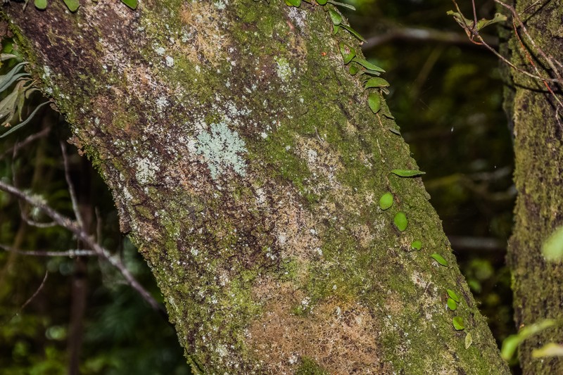 Notelaea montana photo 3