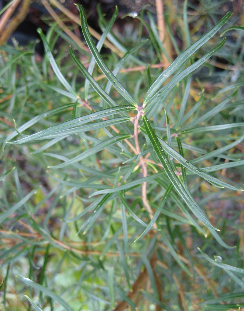 Notelaea montana photo 5