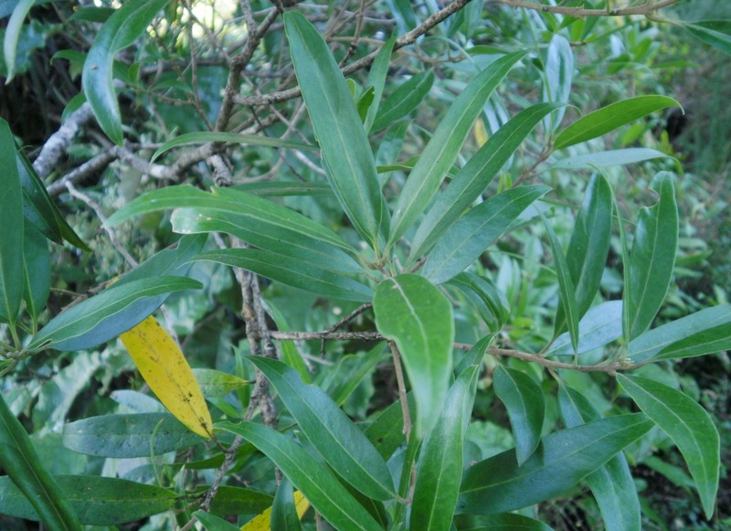 Notelaea neolanceolata