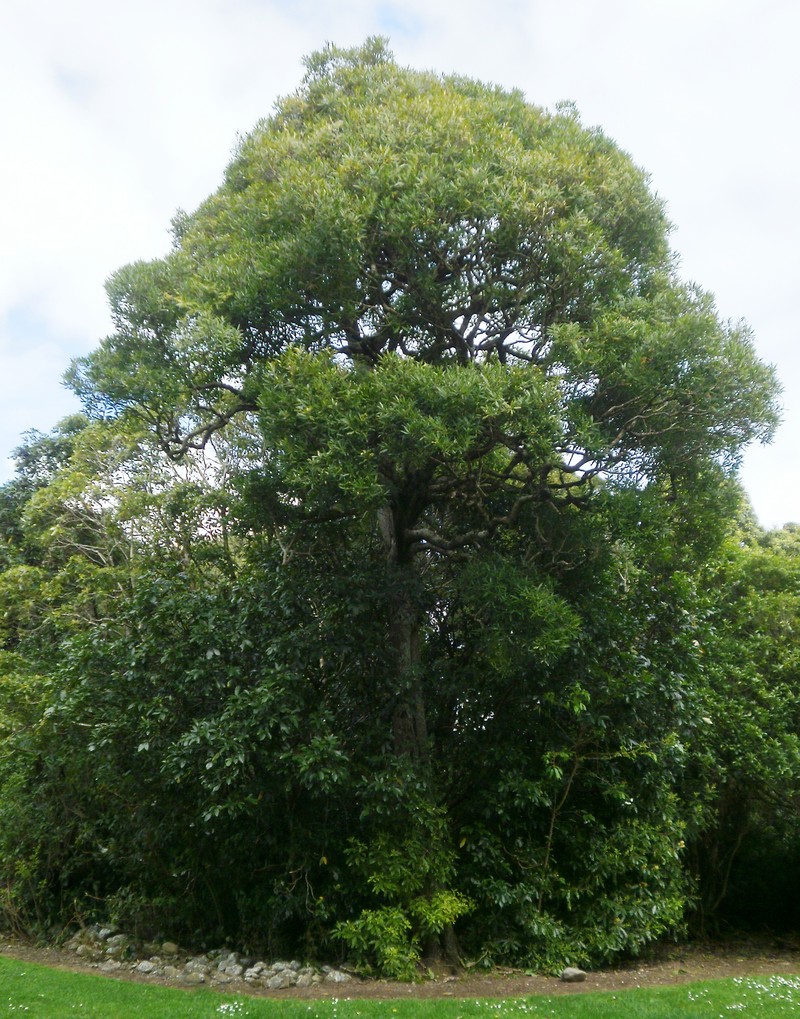 Notelaea neolanceolata photo 2