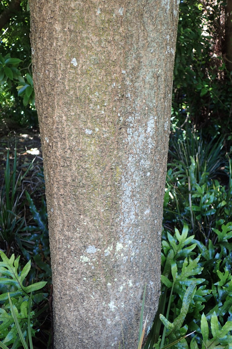 Notelaea neolanceolata photo 3