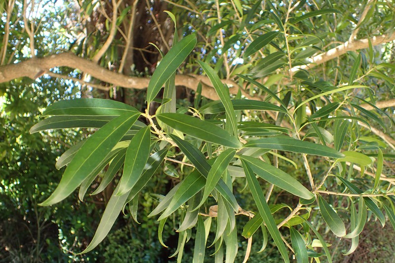 Notelaea neolanceolata photo 4