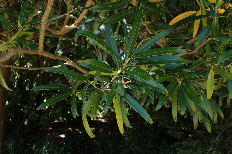 Notelaea neolanceolata photo 5