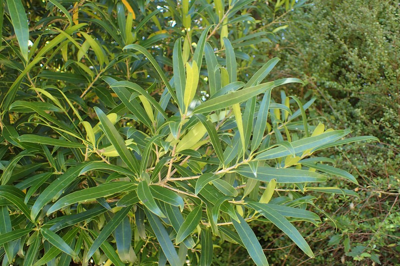 Notelaea neolanceolata photo 6